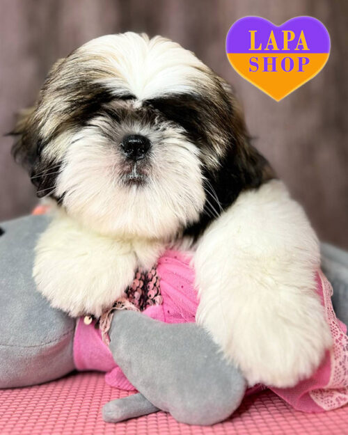 ши-тцу бело-золотого окраса