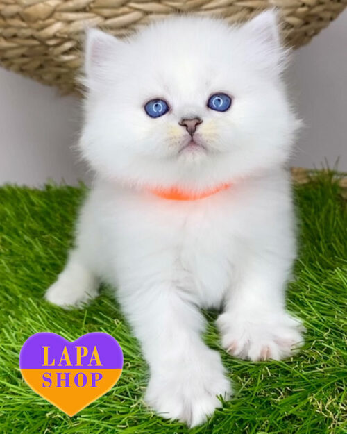 черная серебристая британская длинношерстная