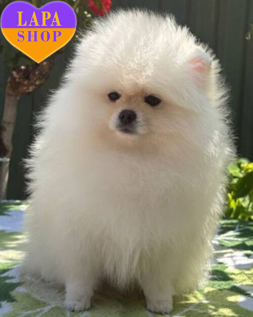 померанський шпіц кремового забарвлення