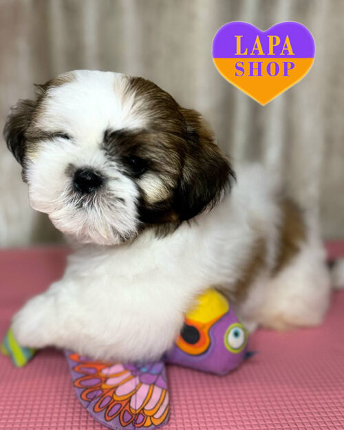 ши-тцу рудо-білого забарвленння