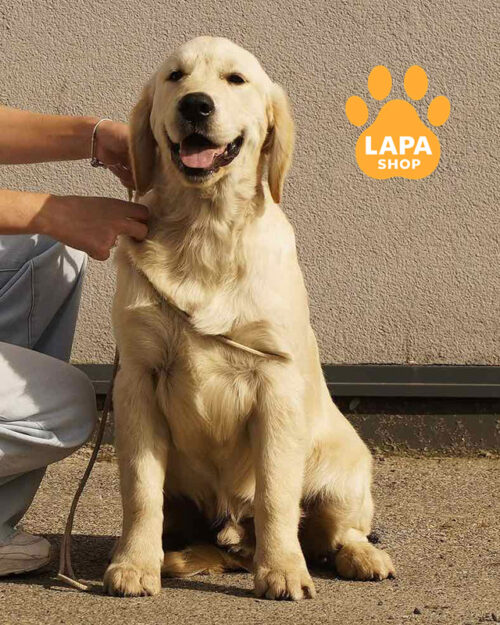 золотистий ретривер