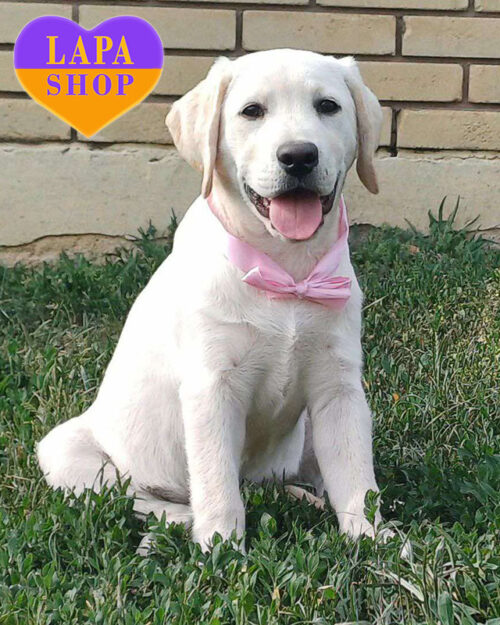 Wella — біла красуня породи лабрадор-ретривер