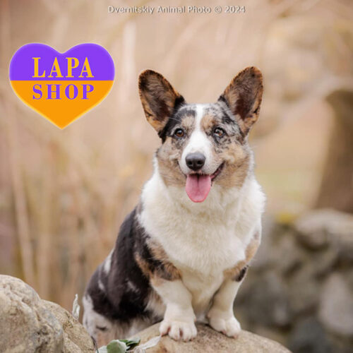 Мила дівчинка породи вельш-коргі кардіган рідкісного забарвлення