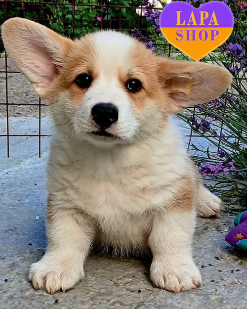 вельш коргі пемброк рудо-білого забарвлення