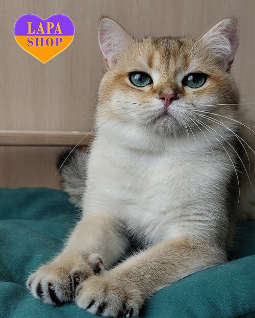 золотий британець