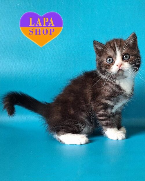 дымно-белый скоттиш