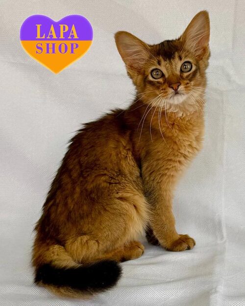 Кошеня породи сомалі в розкішній шубці дикого забарвлення Xavier