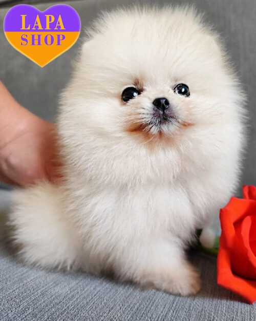 Cream-colored Pomeranian Spitz