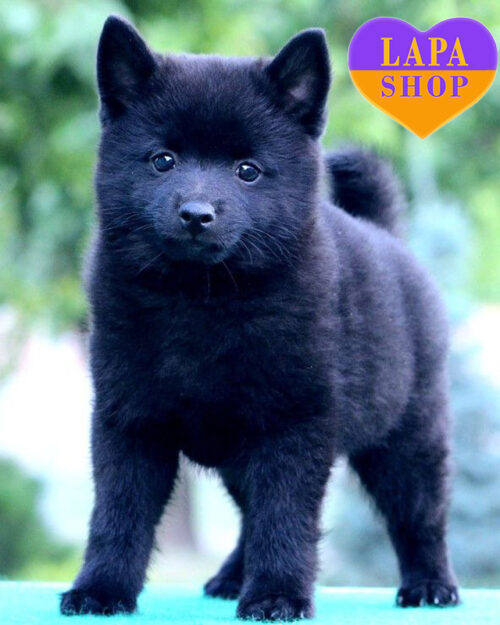 чорний шипперке