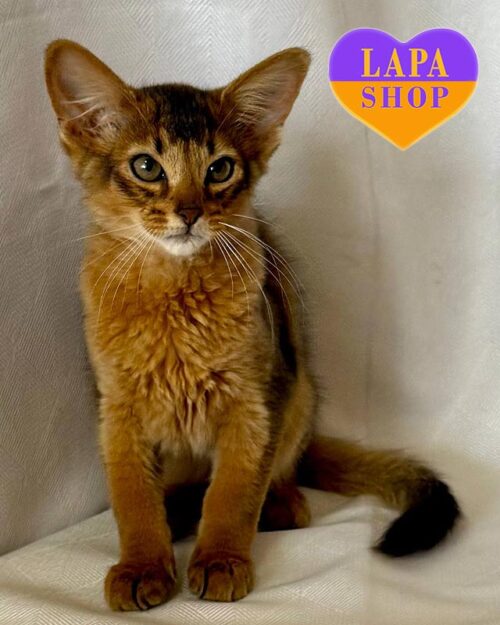 Красунчик породи сомалі в елегантній шубці Yogurt