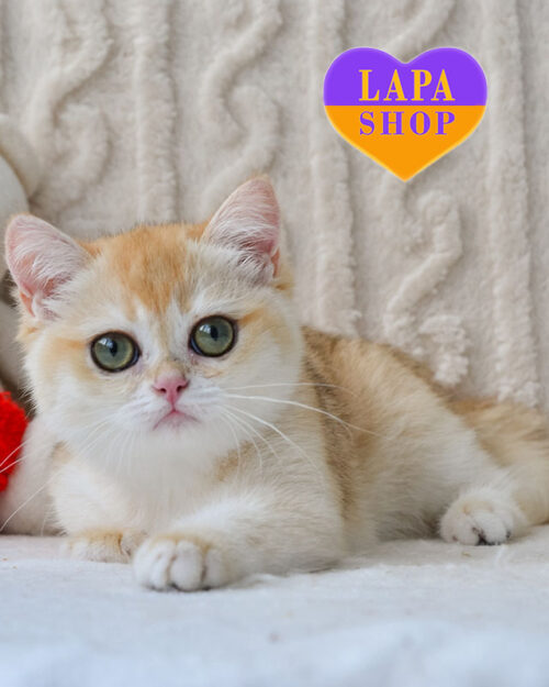 британська короткошерста