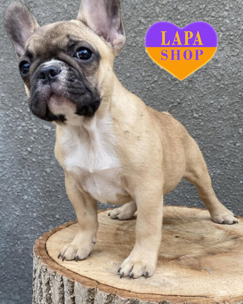 французький бульдог забарвлення фавн