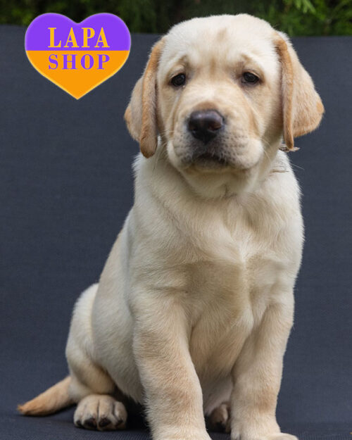 жовтий лабрадор-ретривер