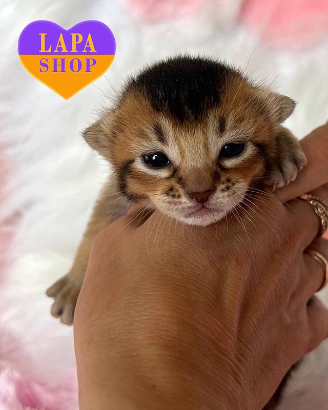 кішка чаузі F5