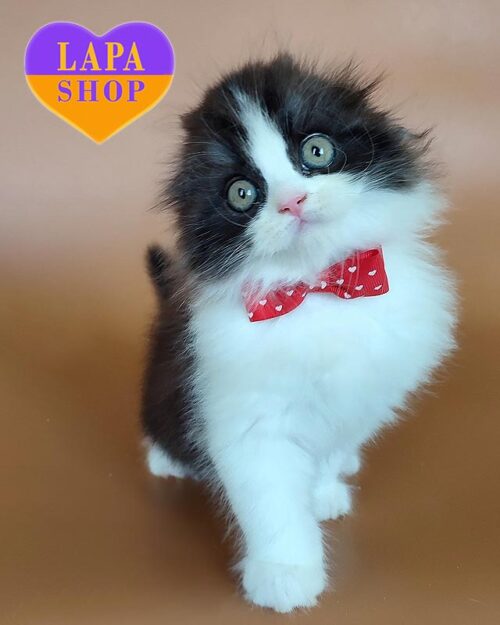 черно-белый хайленд-фолд