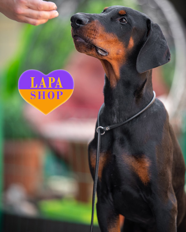 підпалий доберман