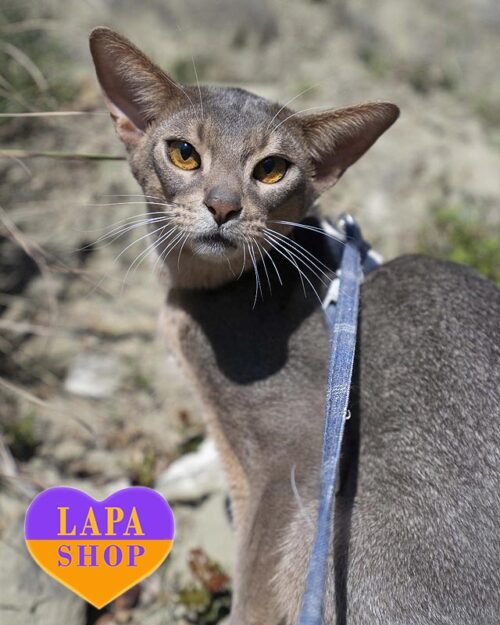 blue Abyssinian