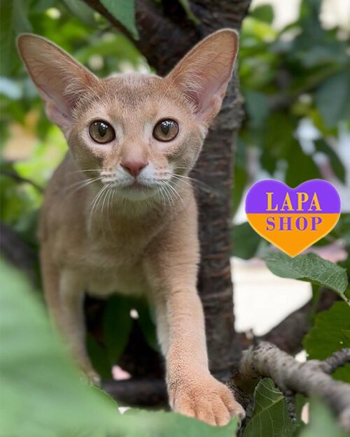 fawn Abyssinian kitty