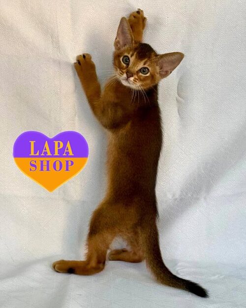 дикий абісинець