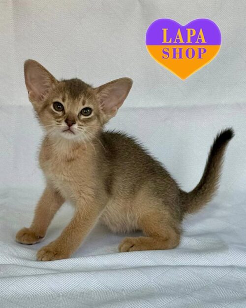 блакитна абісинська кішка