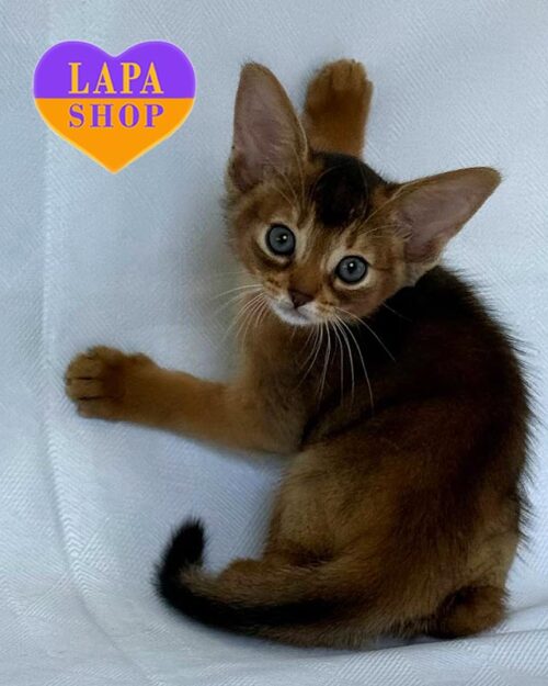 абісинська кішка дикого забарвлення