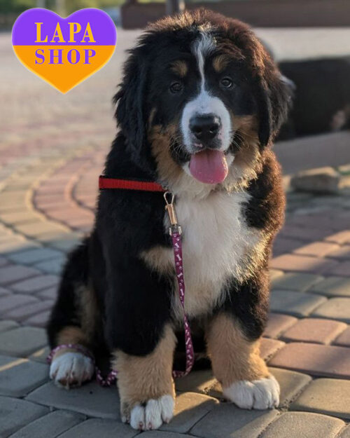 триколорний бернський зенненхунд