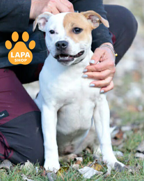 біло-рудий стаффордширський бультер'єр