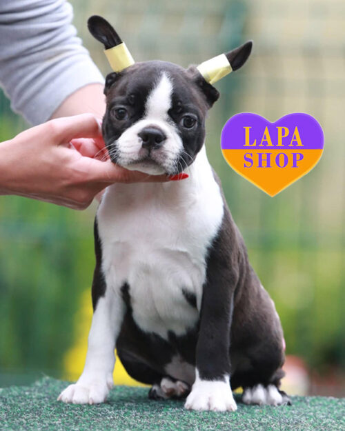 чорно-білий бостон тер'єр