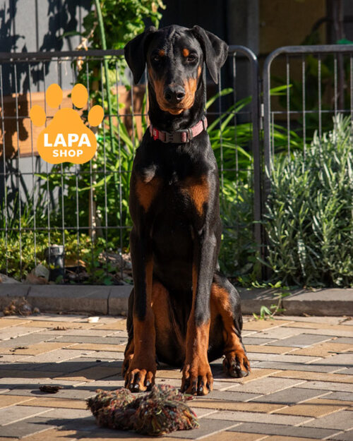 чорний підпалий доберман