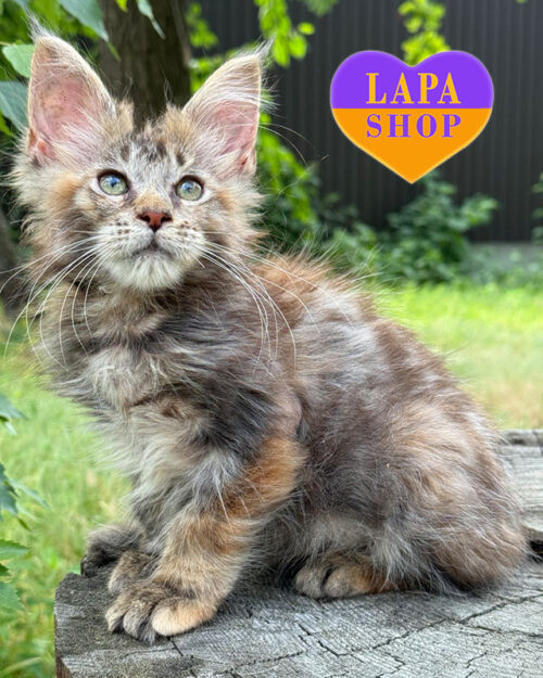 черепахово-срібляста мейн-кун