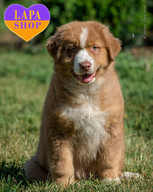 триколорний ауссі