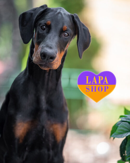 підпалий доберман