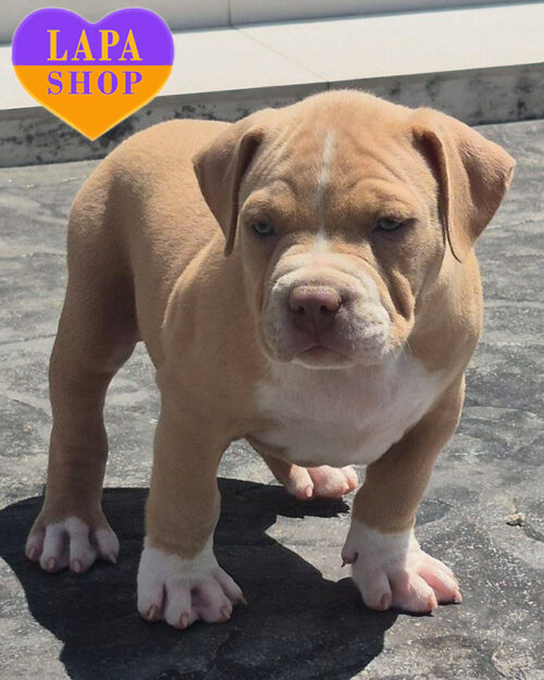 American Bully XL