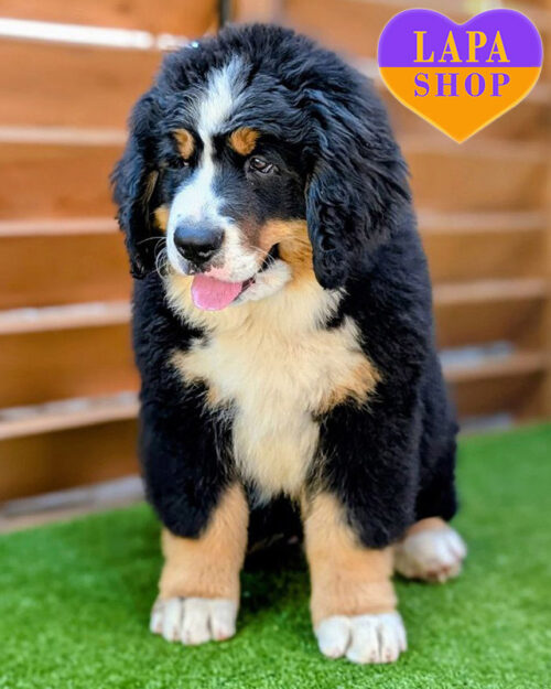 триколорний бернський зенненхунд