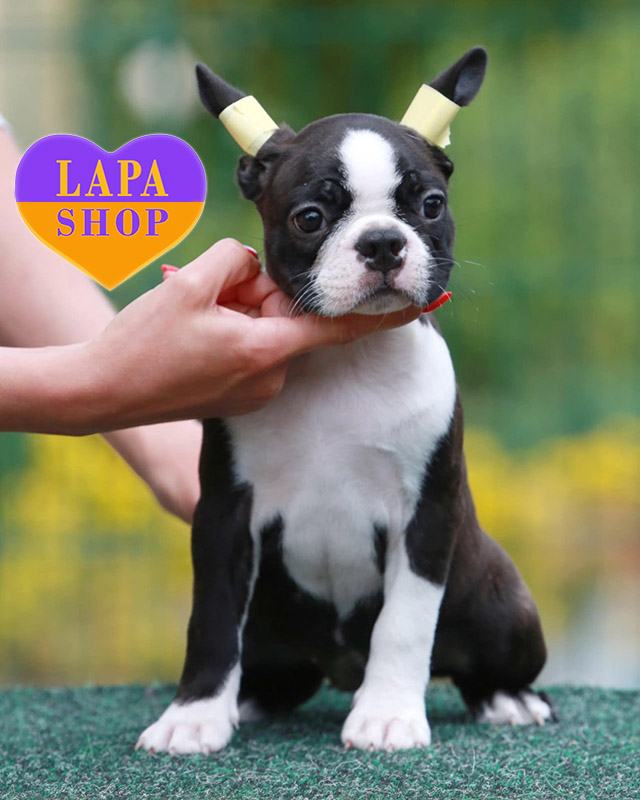 чорно-білий бостон тер'єр