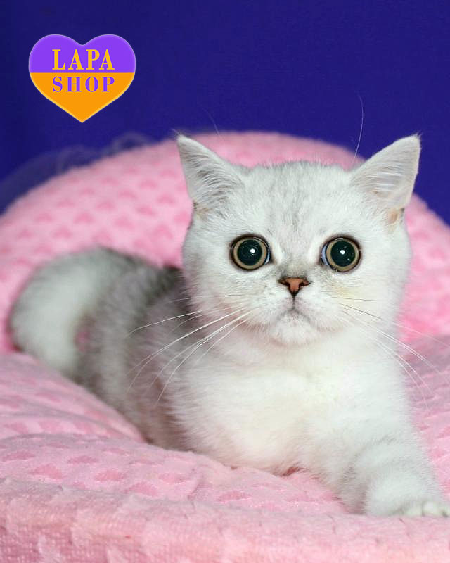 срібляста шотландська кішка