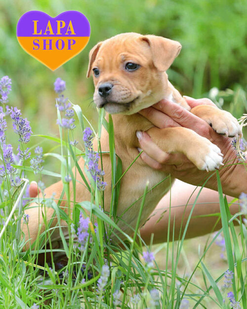 рудо-білий стаффордширський бультер'єр