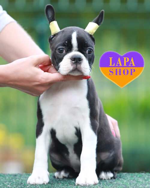 чорно-білий бостон тер'єр