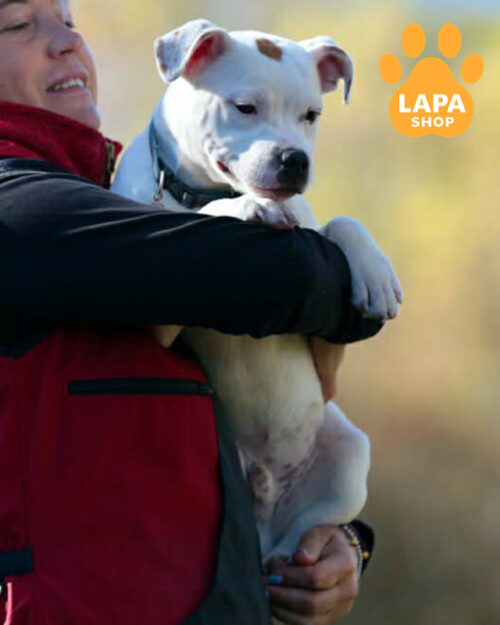 біло-рудий стаффордширський бультер'єр