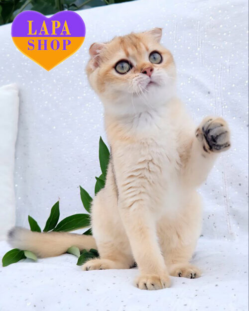 золотая шиншилла скотиш-страйт