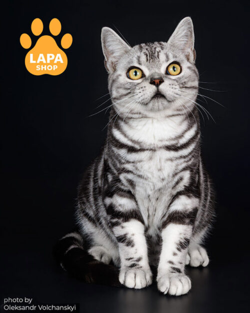американський короткошерстий котик