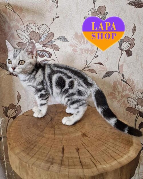 американське короткошерсте кошеня