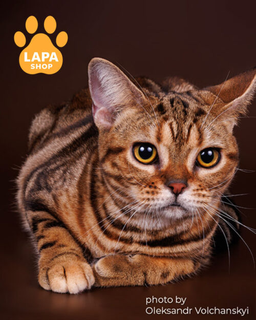 американська короткошерста кішка