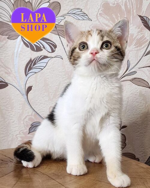 американская короткошерстная кошка