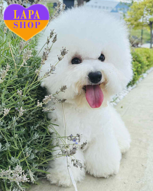 бішон фрізе