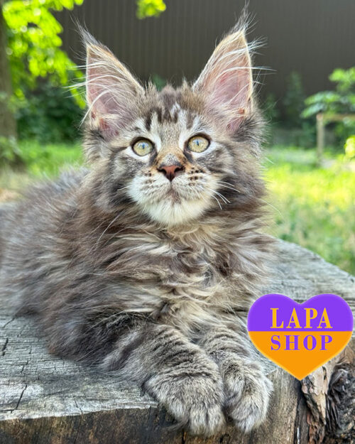 чорний мармуровий мейн-кун