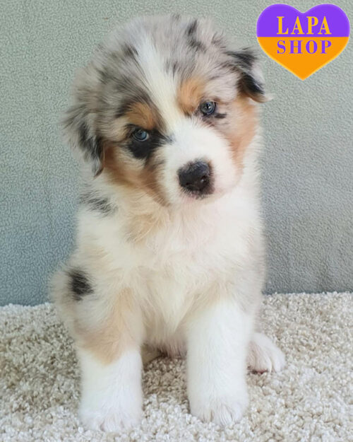 aussie blue marble color