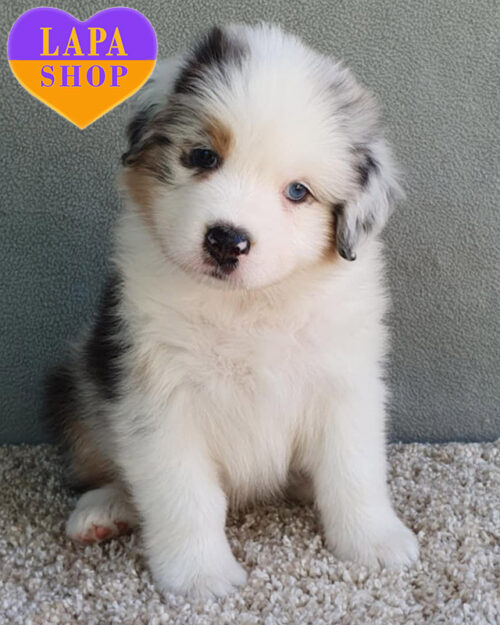 ауссі забарвлення блакитне мармурове