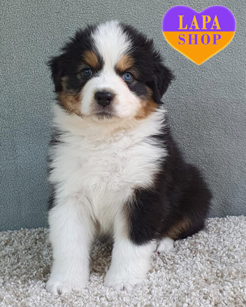 триколорна ауссі