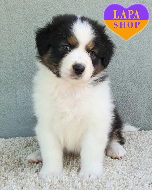 триколорна ауссі